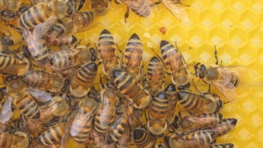 Od pčelarstva se može dobro živjeti