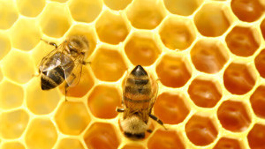 Uvozni med lošije kvalitete ugrožava nam obrt