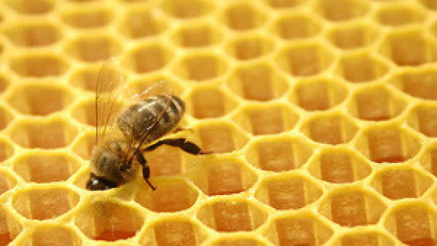 Med od tikve novi brand?