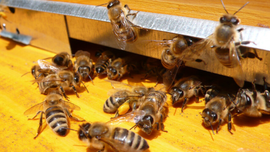 Boca jabučnog octa može zaštititi pčelinjak