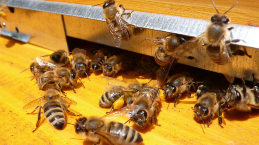 Boca jabučnog sirćeta štiti pčelinjak