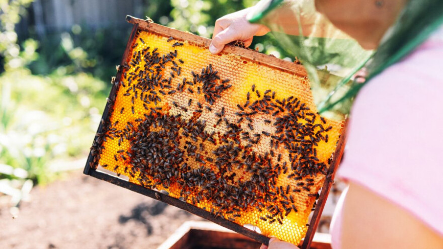 Pčele po prvi put na popisu ugroženih vrsta!