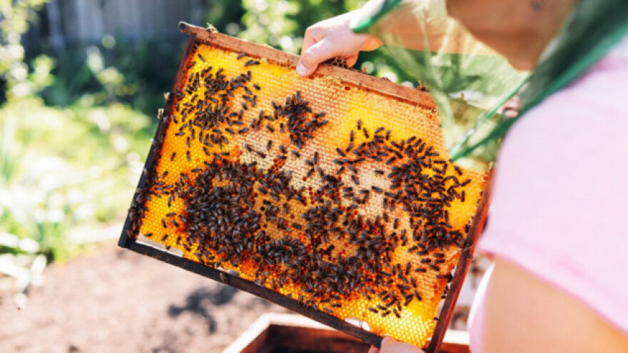 Pčele po prvi put na popisu ugroženih vrsta!