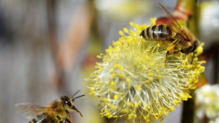 Ugrožavate pčele ako se ne držite pravila prskanja voćaka i korova