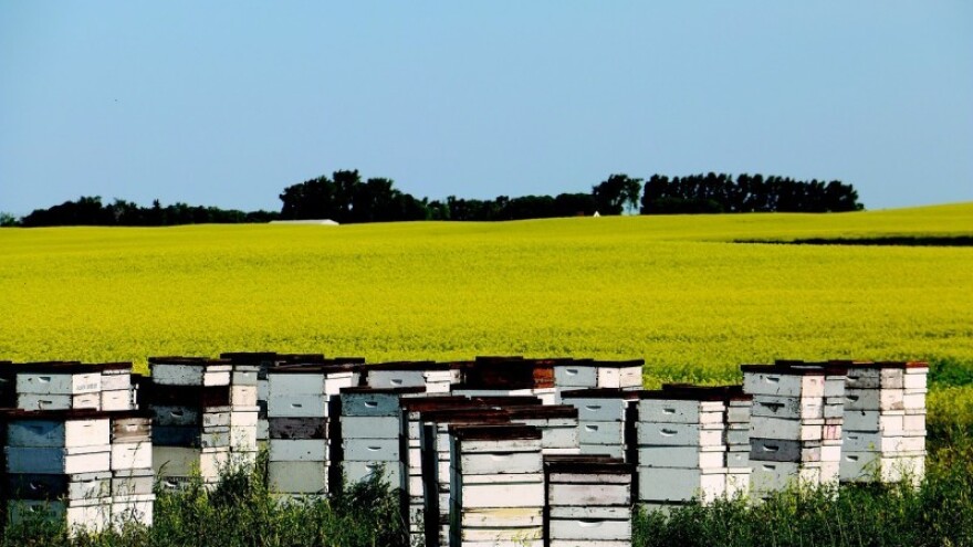 Mali kornjaš košnice prijeti pčelarima!