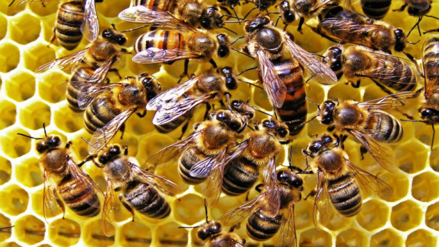 Novi virus s Havaja preti pčelama