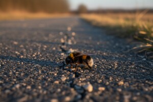 Pčelinja populacija naglo opada