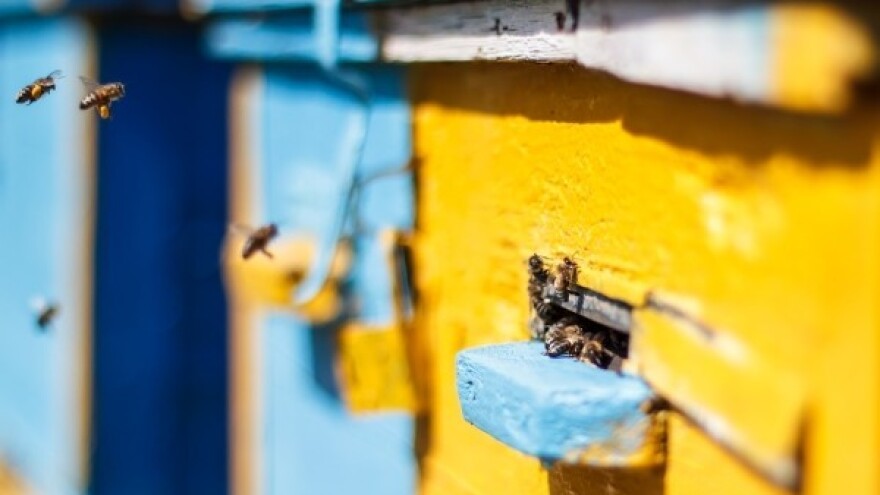 Unatoč podršci ministara - manje pčela medarica