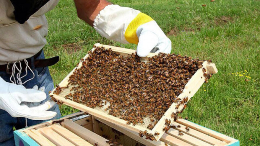 Neke od glavnih paša moraju se pronaći selidbom