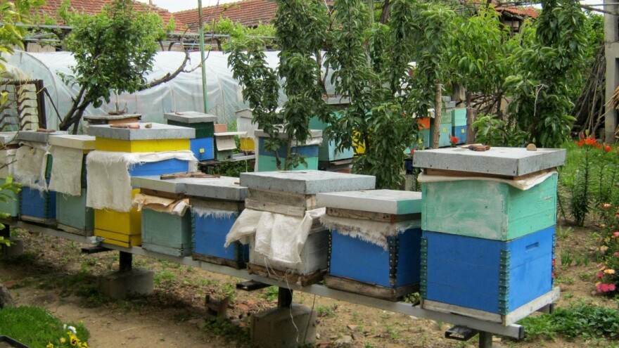 Kako pripremiti pčelinja društva za bagremovu pašu?