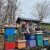 Prvi prolećni pregled pčelinjih zajednica, evo nekoliko koraka koji vam mogu pomoći