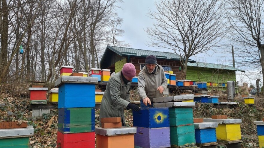 Prvi proljetni pregled pčelinjih zajednica, evo nekoliko koraka koji vam mogu pomoći