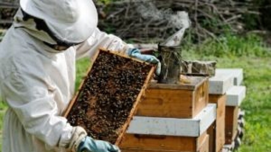 Nikad veći interes za Pčelarsku školu u Osijeku