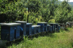 Pčelari se boje da neće biti vrcanja meda, vrijeme ugrozilo pčele?
