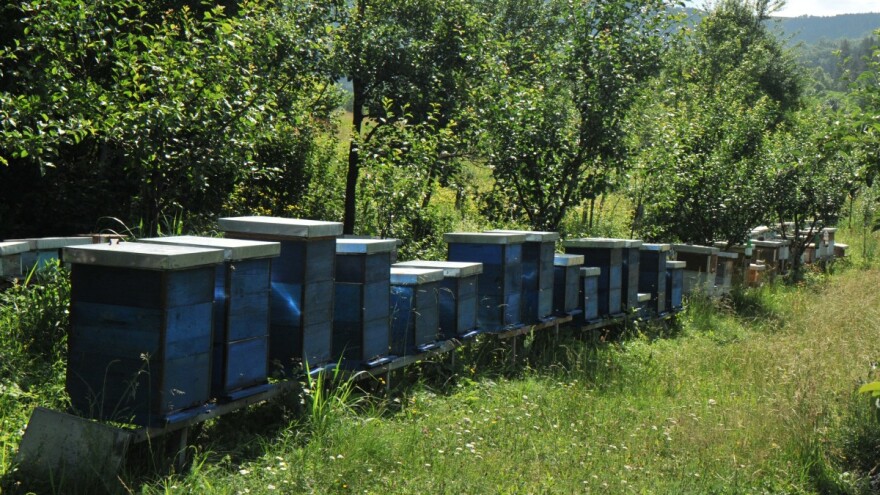 Pčelari se boje da neće biti vrcanja meda, vrijeme ugrozilo pčele?