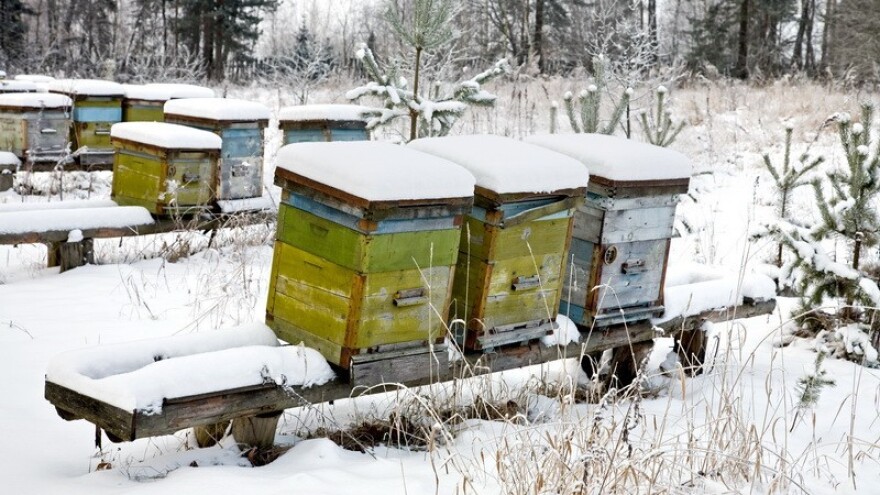Radovi u pčelinjaku u mjesecu studenom