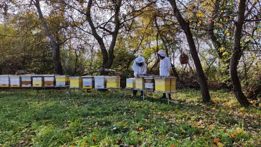 Novembar u pčelinjaku: Završni radovi prije zimskog sna
