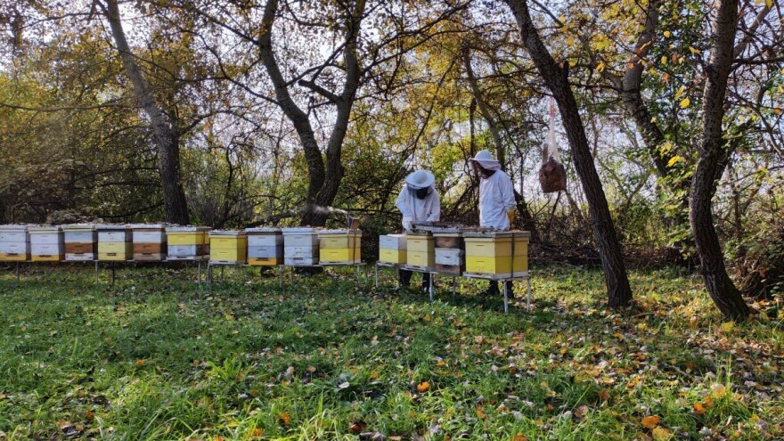 Studeni u pčelinjaku: Završni radovi prije zimskog sna