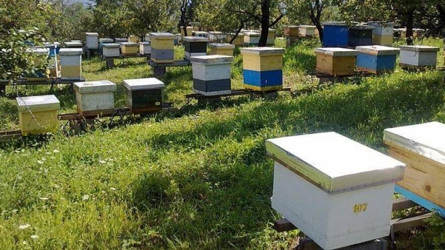 U Posavini ove godine najviše lipovog meda!