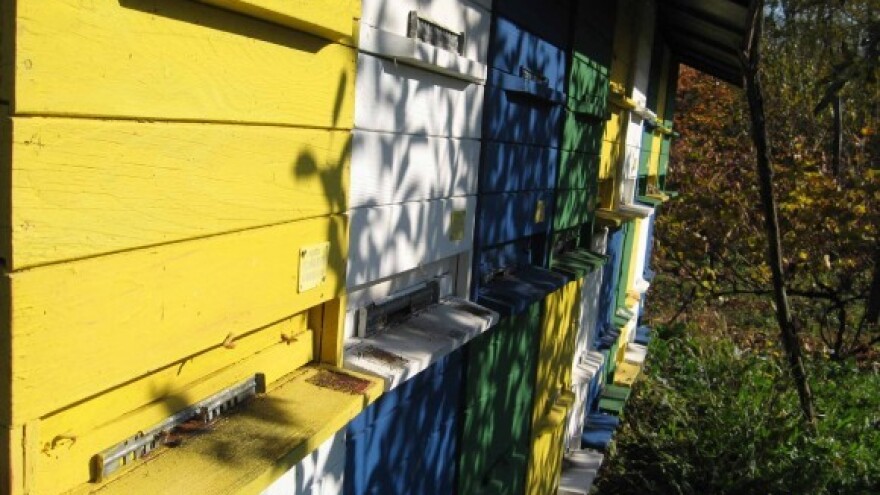 Opština pomogla izgradnju oglednog pčelinjaka