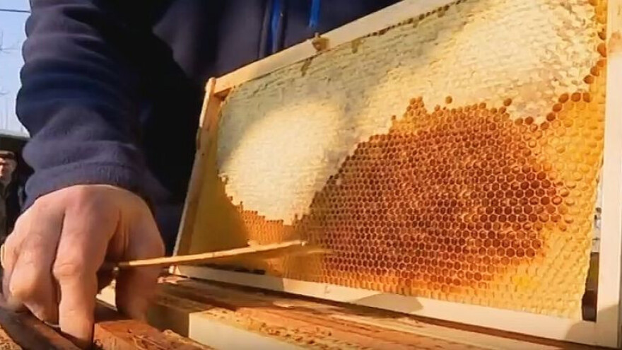 Zvonku od zime stradalo 15 pčelinjih društava