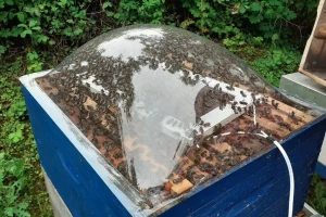 Kako neškodljivo po ove insekte izvaditi pčelinji otrov?