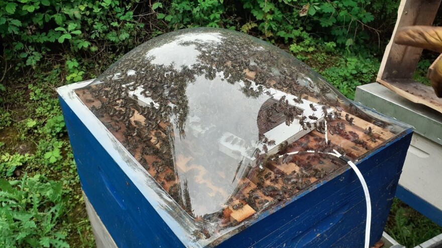 Kako neškodljivo po ove insekte izvaditi pčelinji otrov?