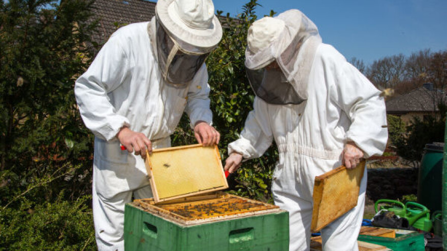 Pčelinjim otrovom do zdravlja i dodatnih prihoda