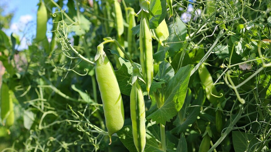 Grašak možete sijati već krajem marta