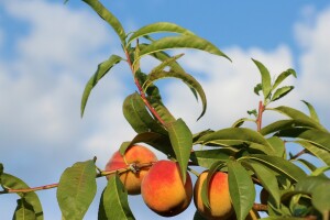 Porast temperature do srijede, zatim češća oblačnost, kiša i grmljavina