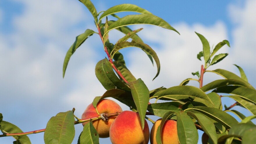 Porast temperature do srijede, zatim češća oblačnost, kiša i grmljavina