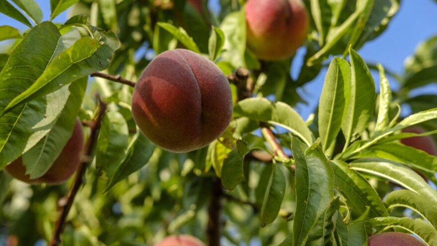 Raseljeni stanovnici Iraka vraćaju se na napuštene farme i imanja
