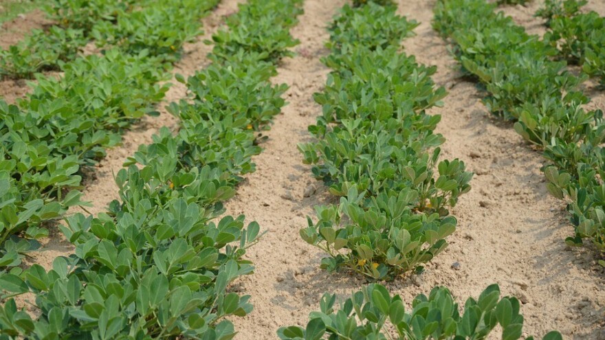 Kako da jednostavno uzgojite kikiriki u bašti ili saksiji