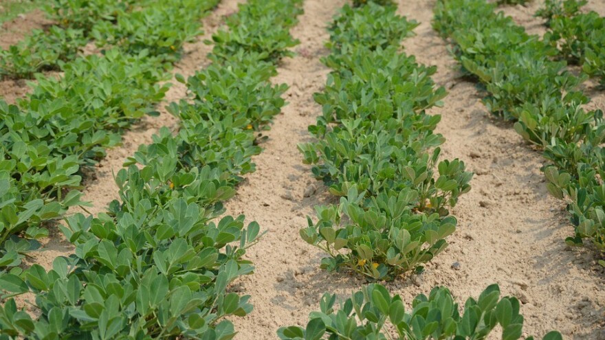 Kako jednostavno uzgojiti kikiriki u bašti ili saksiji