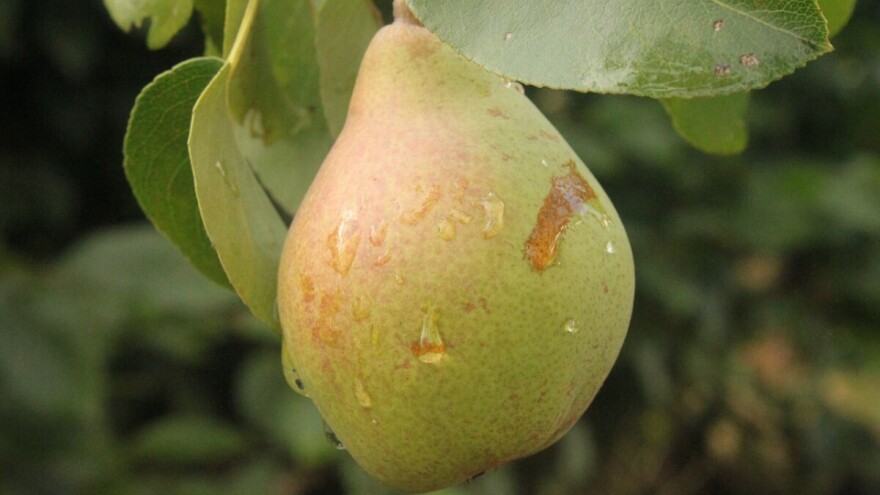 Razlike u jutarnjoj i dnevnoj temperaturi velike, a stiže još padavina