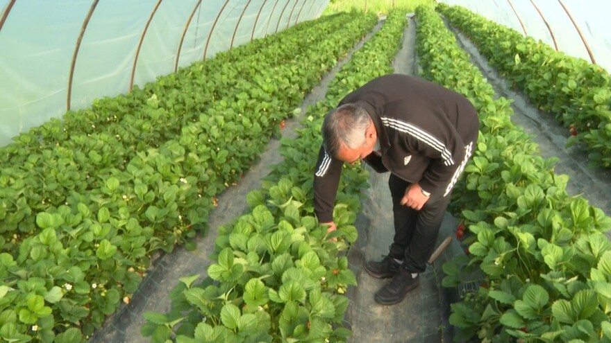 Krupne jagode, pa svi misle da su tretirane: "Moji kupci znaju gdje sam"