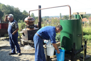 Kako pečemo rakiju i štitimo li svilenu bubu?