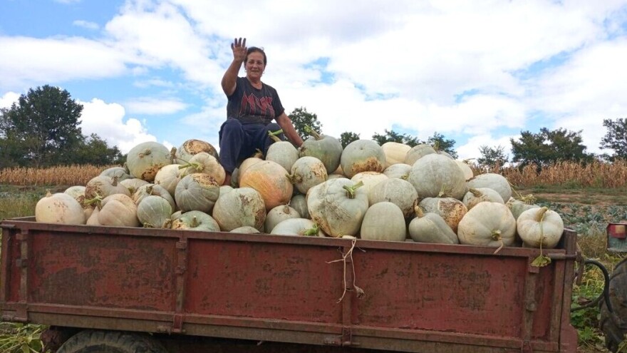 Bele pečenke sađene na "krtičnjake" teške i do 40 kilograma