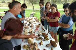U Peckoj se razvija agroturizam, a dodatni prihod vide u sakupljanju i otkupu gljiva