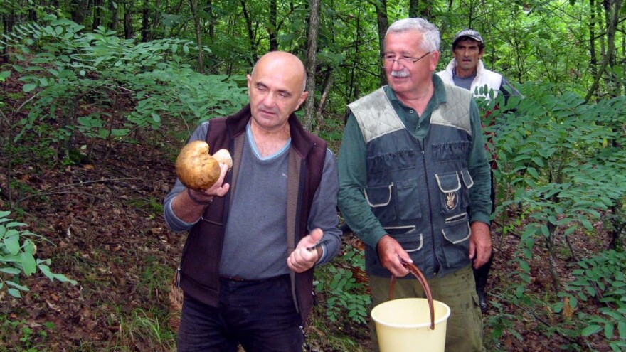 Branje pečuraka: Svako eksperimentisanje može da bude kobno