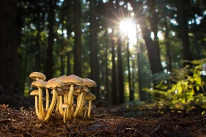 Fruška gora - stanište za 1.500 vrsta gljiva