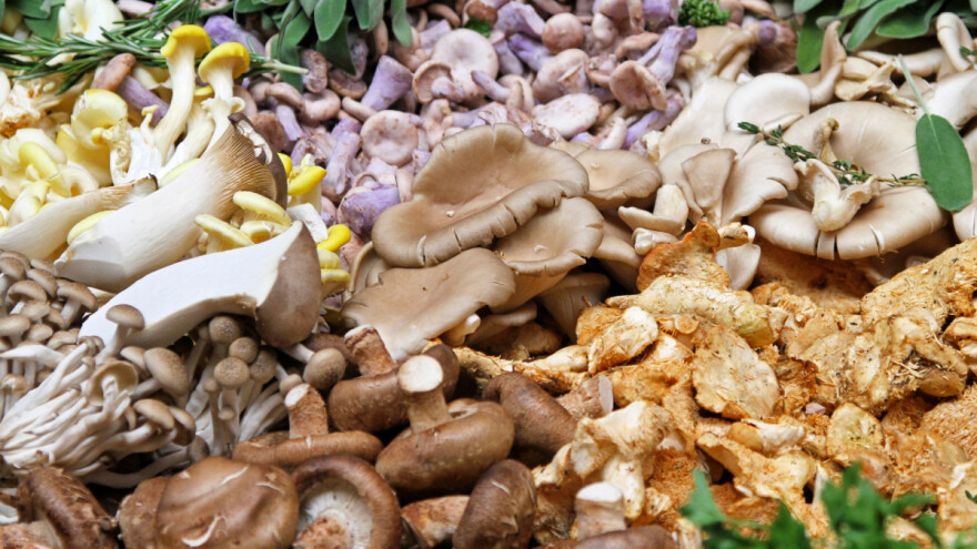 Šest osoba na VMA - uhapsili staricu koja je prodavala otrovne gljive