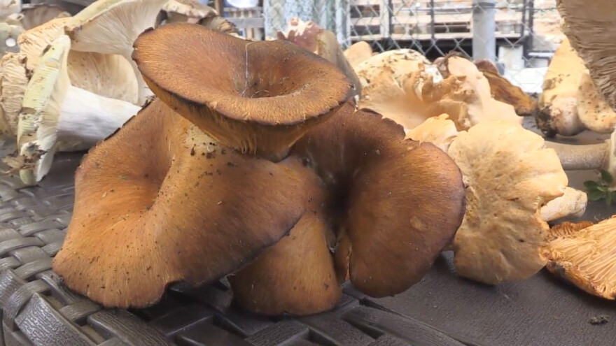 Hoće li gljive postati jelo budućnosti?