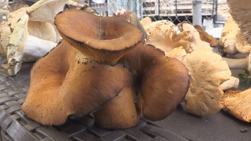 Hoće li gljive postati jelo budućnosti?