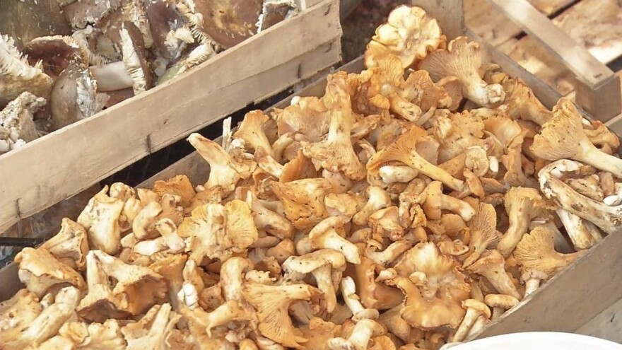 Gljive iz BiH sve traženije u inostranstvu zbog svog kvaliteta i jedinstvenosti