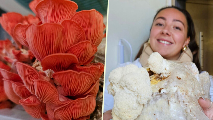 Uzgoj jestivih gljiva na talogu kafe, može i u podrumu?!