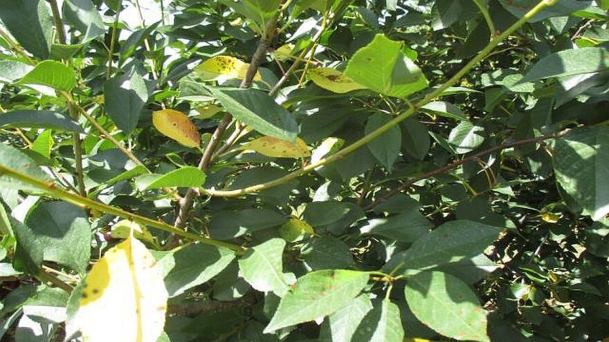 Simptomi i suzbijanje pjegavosti lista višnje i trešnje