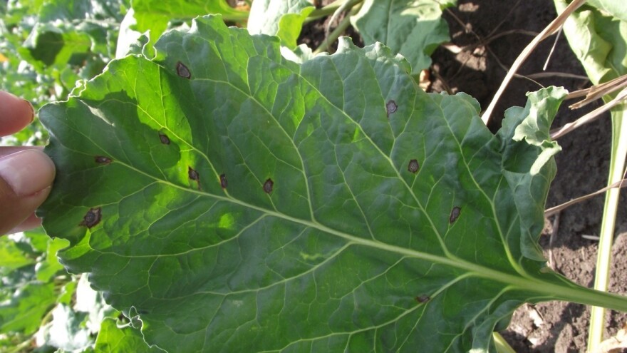 Veoma toplo vreme - razvoj pegavosti lista šećerne repe