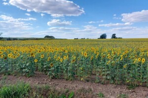 Srpski ratari prosvjedom izborili 4,7 kuna za kg suncokreta. Znate li kolika je cijena kod nas?