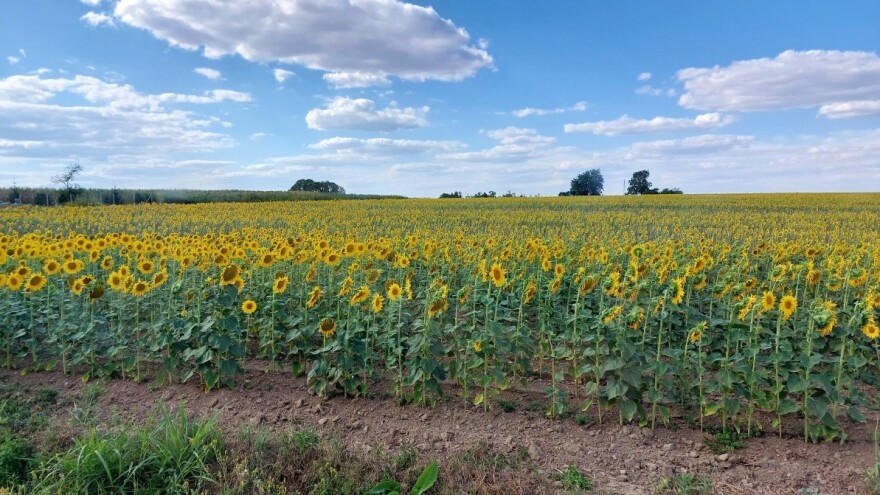 Srpski ratari prosvjedom izborili 4,7 kuna za kg suncokreta. Znate li kolika je cijena kod nas?